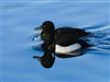 Tufted Duck