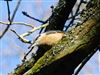 Nuthatch
