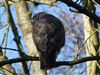 Buzzard