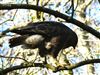 Buzzard