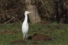 Cattle Egret