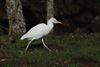 Cattle Egret