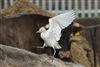 Cattle Egret