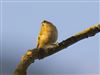 Goldcrest