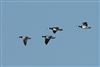 Barnacle Goose