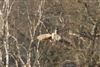 Kestrel
