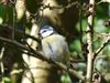 Blue Tit