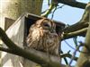 Tawny Owl