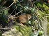 Wren