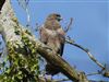 Buzzard