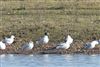 Mediterranean Gull