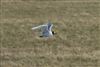 Mediterranean Gull