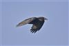Raven