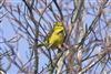 Yellowhammer