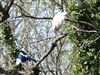 Little Egret