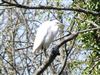Little Egret