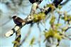Wren