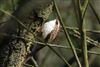 Treecreeper