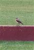Wheatear