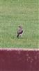 Wheatear