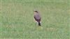 Wheatear