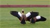 Egyptian Goose