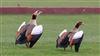 Egyptian Goose