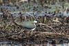 Lapwing