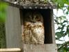 Tawny Owl