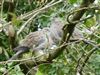 Collared Dove