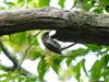 Treecreeper