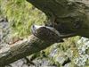 Treecreeper