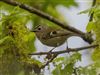 Goldcrest