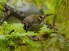 Goldcrest