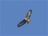 Buzzard