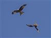 Red Kite