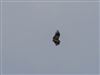 Red Kite
