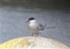 Common Tern