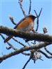 Redstart