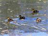 Mallard