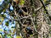 Nuthatch