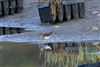 Common Sandpiper