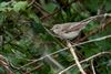 Garden Warbler