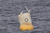 Sandwich Tern