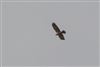 Marsh Harrier