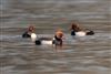 Red-crested Pochard