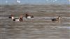 Red-crested Pochard
