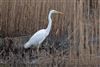Great White Egret