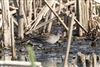 Redshank