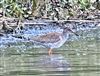 Redshank